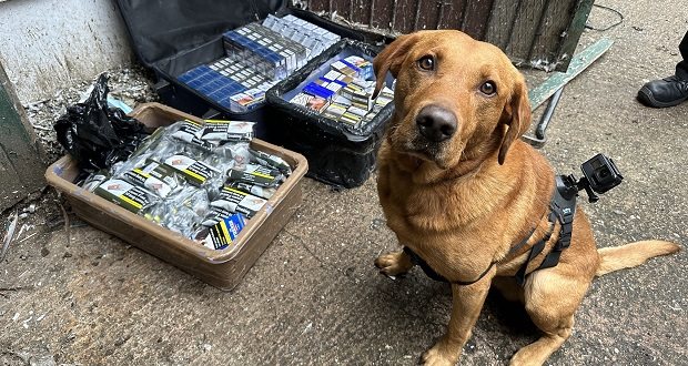 Specialist detection dogs sniff out thousands of illicit cigarettes in Staffordshire