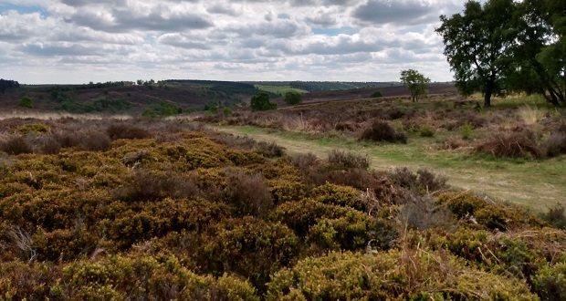 Cannock Chase conservation plan to be scrutinised