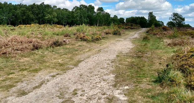 Cannock Chase conservation strategy 'should be considered'