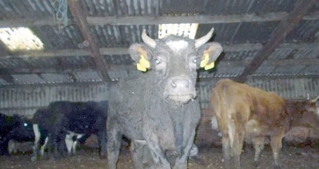 Staffordshire Farmer sentenced for breaking cattle identification and TB rules