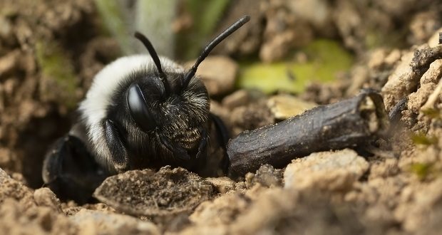 West Midlands wildlife buzzing thanks to new bee beaches