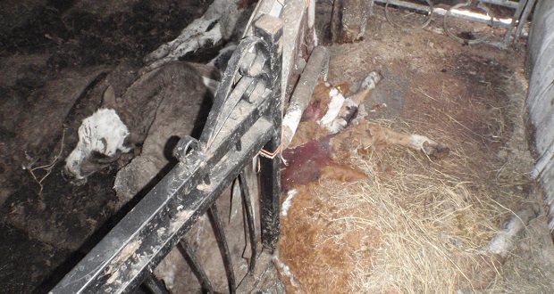 Suspended sentence lifetime bans and fines for Staffordshire farmers for animal cruelty