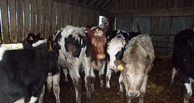Farmers fined for animal welfare offences