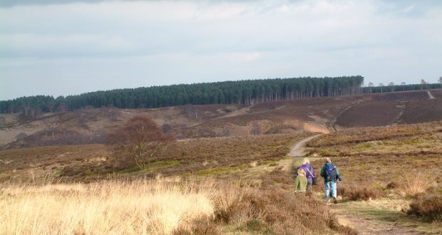 Multi-million pound plan to preserve and promote Cannock Chase