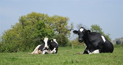 Cattle-on-field-620x330