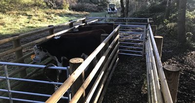 Hereford cattle leaving the site