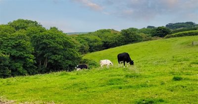 friesian-dairy-cattle-in-a-cornish-farm-field NR