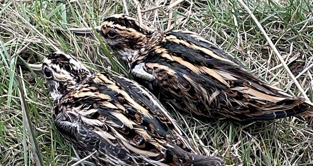 Image for Staffordshire secures funding to track Jack Snipe bird